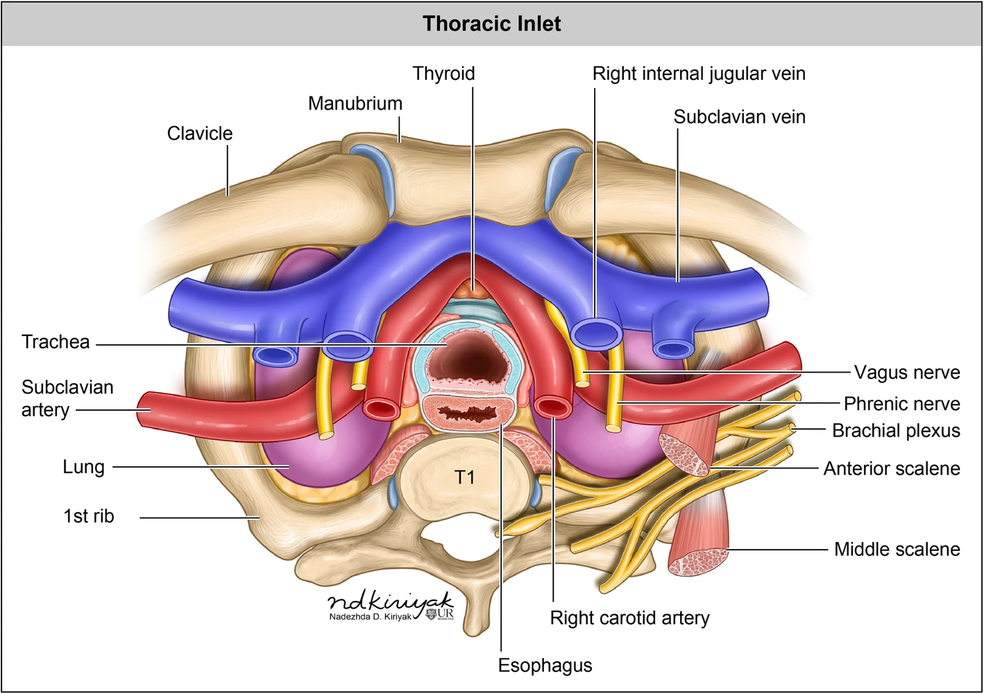 Thoracic inlet, superior view: clavicle, first rib, subclavian artery and vein, lung apex, anterior and middle scalene, phrenic nerve and brachial plexus.