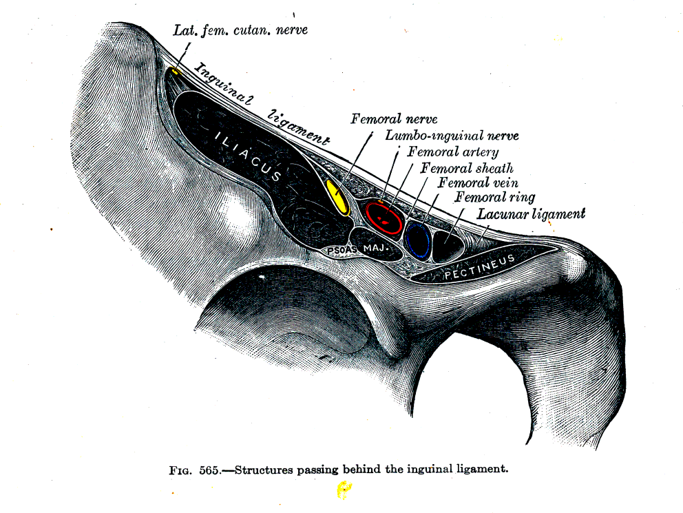 Gray's figure 565, the structures passing behind the inguinal ligament, showing the femoral nerve lying on iliacus and psoas major lateral to the femoral artery and outside the femoral sheath that encloses the artery, vein and femoral ring, with the lateral femoral cutaneous nerve at the lateral edge and pectineus medially.