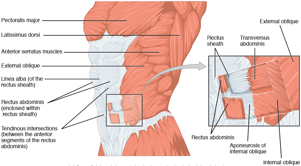 Anterolateral abdominal wall: external oblique, internal oblique and transversus abdominis, with a cut-away showing the three layers separated.