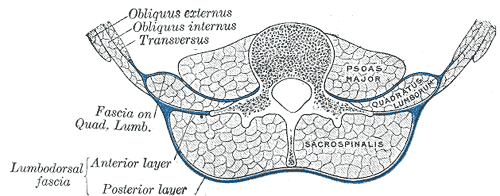 A transverse section of the posterior abdominal wall showing quadratus lumborum with the fascia on its anterior surface, the anterior and posterior layers of the lumbodorsal fascia enclosing sacrospinalis, psoas major medially, and the external oblique, internal oblique and transversus aponeuroses meeting the fascia at the lateral border.