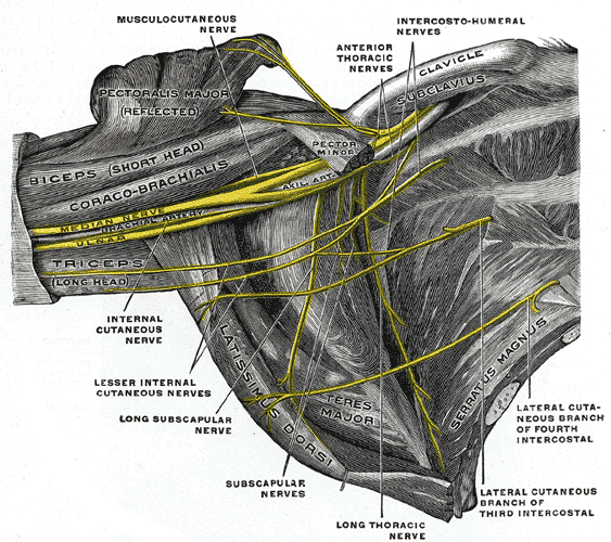 The right axilla seen from below and in front with pectoralis major reflected, showing pectoralis minor, the anterior thoracic (pectoral) nerves crossing to the pectoral muscles, the long thoracic nerve on serratus anterior, and the lateral cutaneous branches of the third and fourth intercostal nerves.